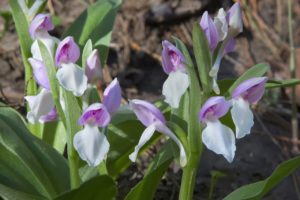 Showy Orchis