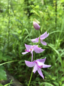 Grass Pink (Calopogon tuberosus)