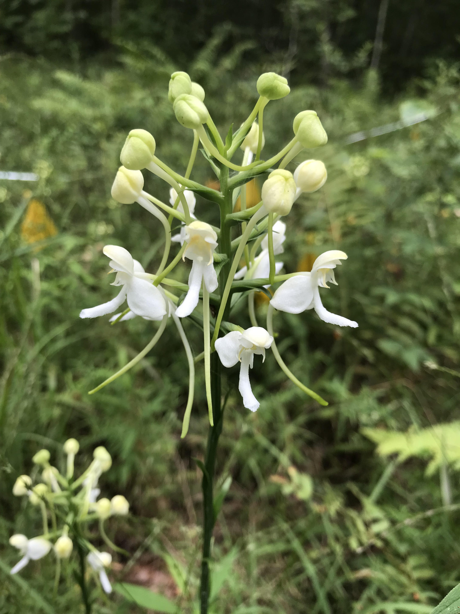 White fringed orchid (Platanthera blephariglottis)