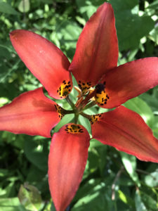 Wood lily (Lilium philadelphicum) 