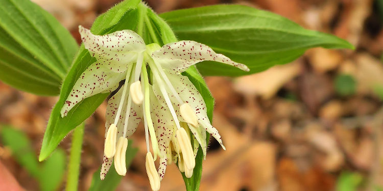 yellow mandarin (Prosartes maculata)