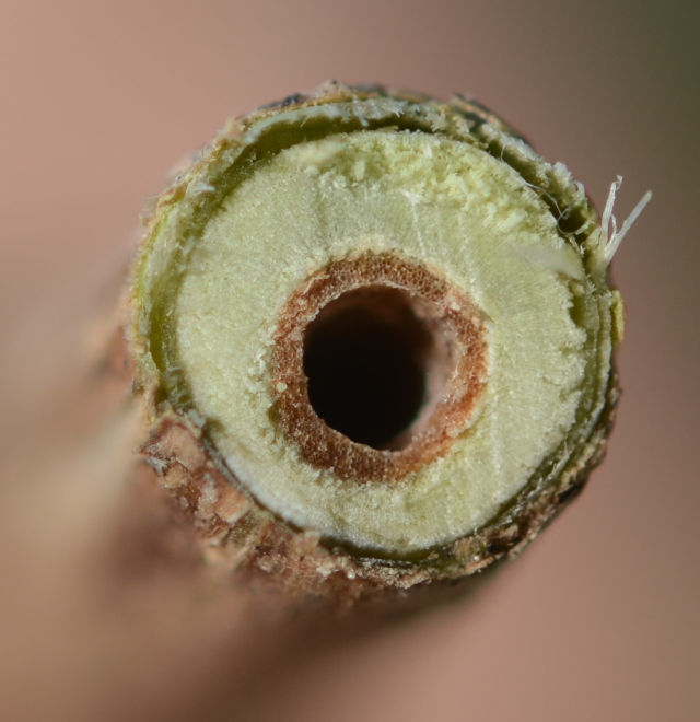 Cross section of bush honeysuckle stem