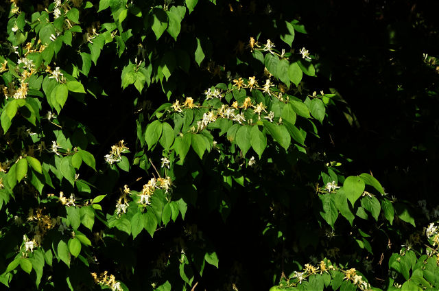 Leaves and flowers of Lonicera maackii