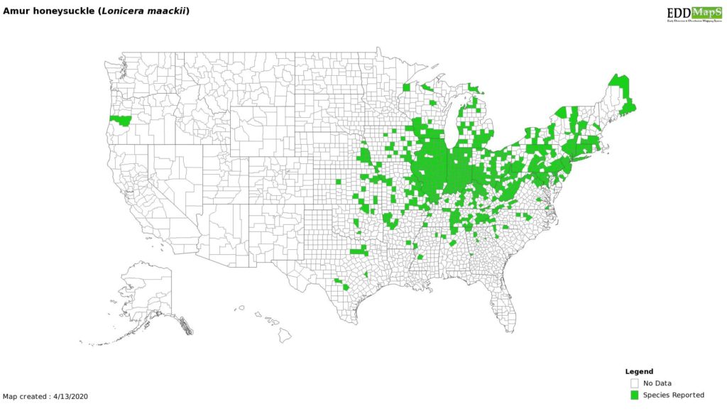 Lonicera maackii distribution map