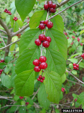 Fruit of Lonicera maackii