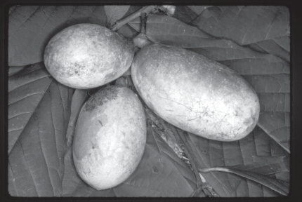 pawpaw fruits