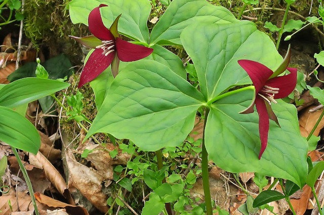 Trilliums of Kentucky - Length 12:22