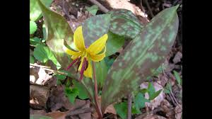 Spring Wildflowers of Clay Hill - Length 1:33