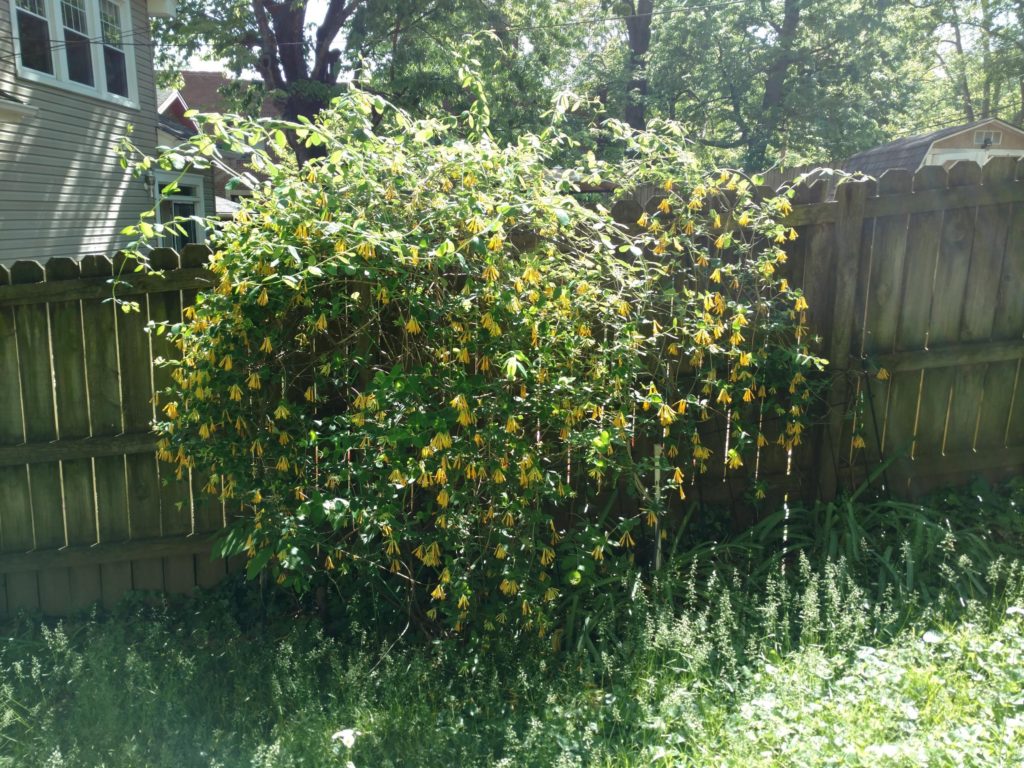 Yellow trumpet honeysuckle