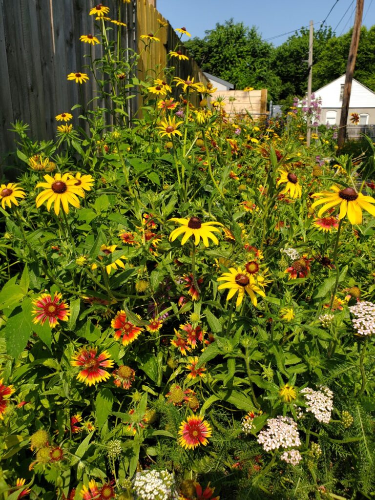 This photo shows a planting of native flowers.