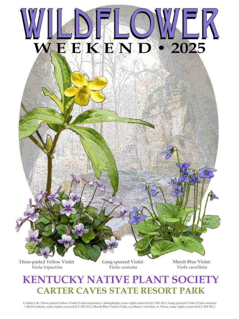 Wildflower Weekend 2025 Logo Design Contest, We Have A Winner!