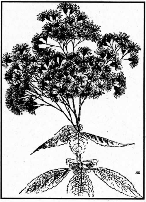 From the Lady Slipper Archives: What's in a Name?