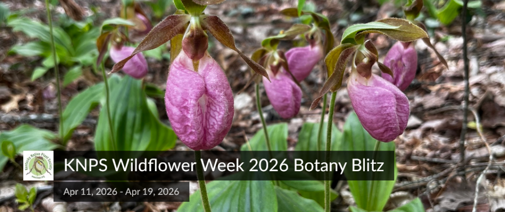 KNPS Wildflower Week 2026 Botany Blitz Results