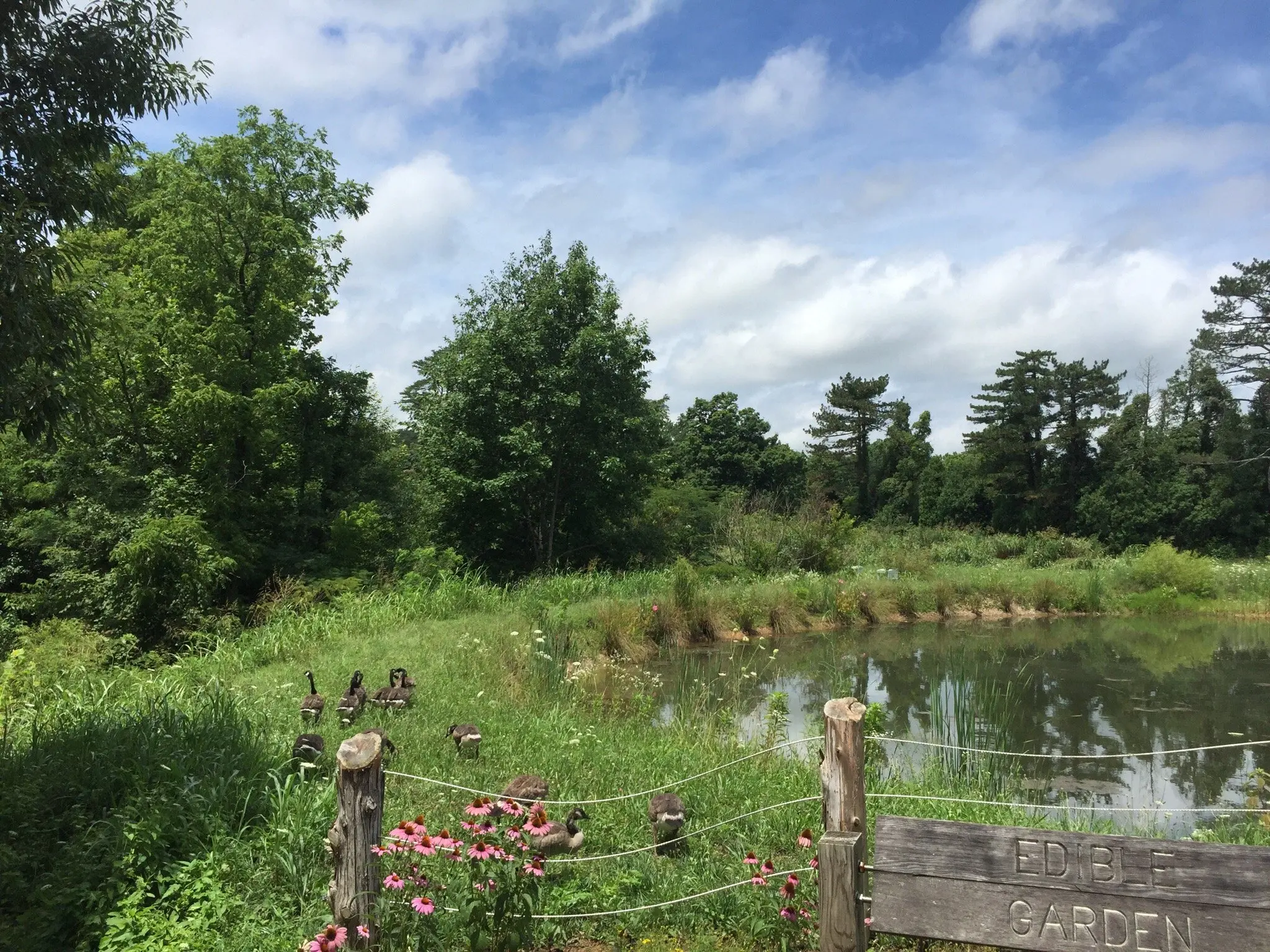 KNPS Field Trip to Pine Meadow Park, Lexington - May 24, 2026