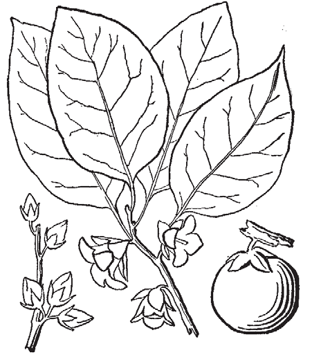From the Lady Slipper Archives: The Pleasing Persimmon