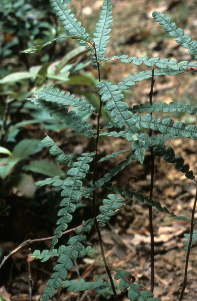 From the Lady Slipper Archives: Sweet fern—A rare Kentucky shrub with an interesting history
