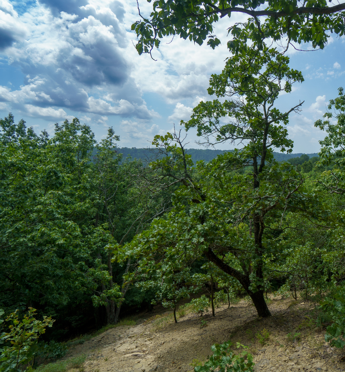 KNPS Field Trip to Scott's Gap, Jefferson Memorial Forest - October 10, 2026