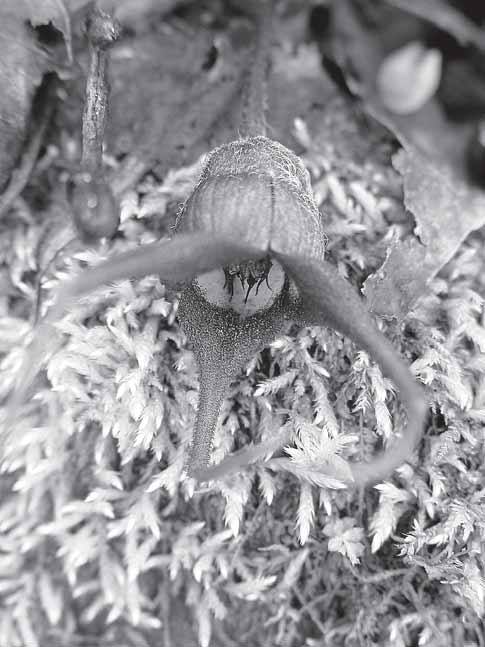 From the Lady Slipper Archives: Aristolochiaceae: Insects, Humans and the Birthwort Family